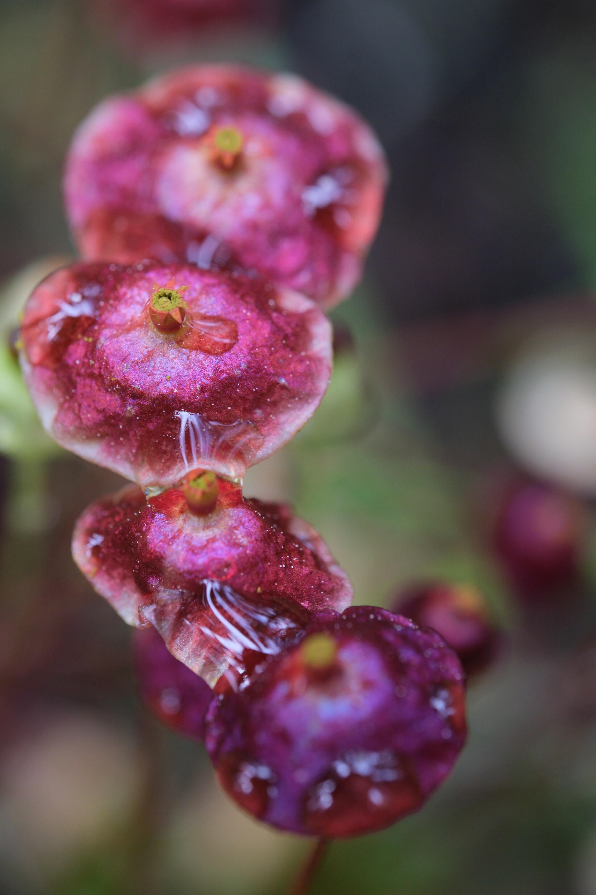 Red Dung Moss A rare red moss species found in boreal wetlands.